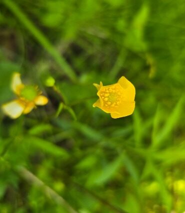 The University of Michigan Just Built the App This Plant Nerd Has Been Waiting For